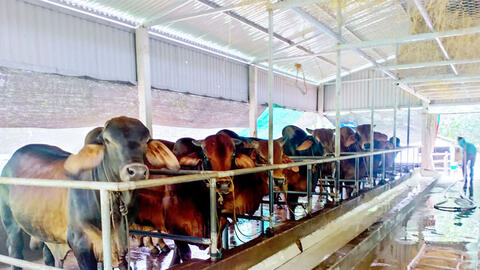 Phú Yên có thêm một dự án chăn nuôi bò công nghệ cao