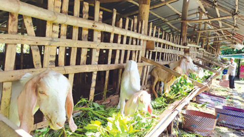 Dê hơi giảm giá, giá heo hơi ở mức thấp, giá vịt thịt tăng cao