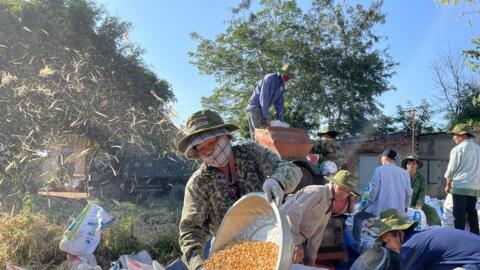 Tận dụng lợi thế cây ngô, cây sắn tại Tây Nguyên