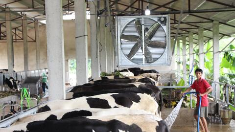 Hà Nam: Phát triển chăn nuôi bò sữa ở Duy Tiên