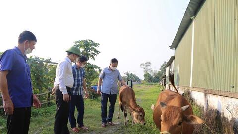 Hà Tĩnh: Bệnh viêm da nổi cục, lở mồm long móng xuất hiện trên đàn trâu, bò