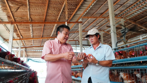 TP.HCM: Chuỗi liên kết chăn nuôi gà đẻ thành công tại Cần Đước