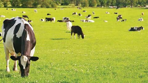 Giá sữa thế giới hồi phục mong manh