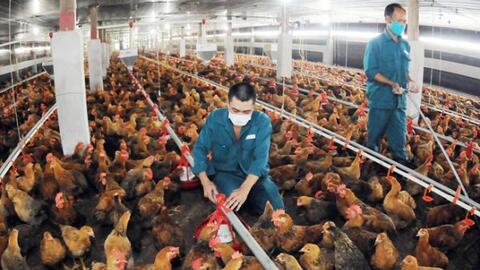 Nghiên cứu cho thấy các chủng vi khuẩn Salmonella đột biến làm lây nhiễm mạnh hơn ở gia cầm