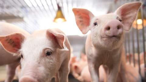 Có nguồn Đồng an toàn nào thúc đẩy tăng trưởng của lợn không?