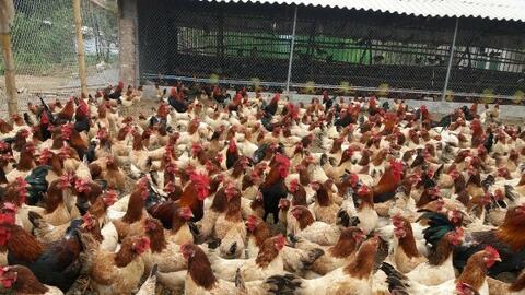 Di truyền học biểu sinh làm bằng chứng nguồn gốc cho gà, tôm và cá hồi