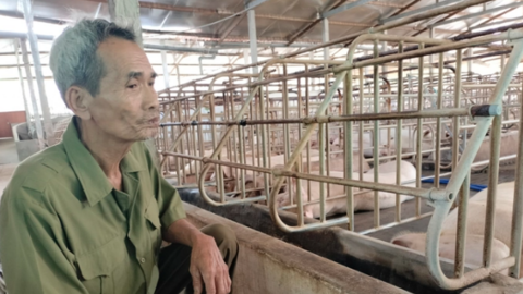 Nuôi heo lãi nhờ chủ động thức ăn, con giống