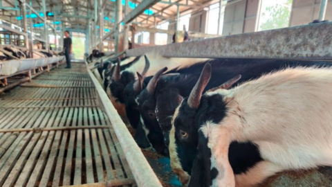 Trang trại dê khép kín quy mô nhất vùng cói Nga Sơn