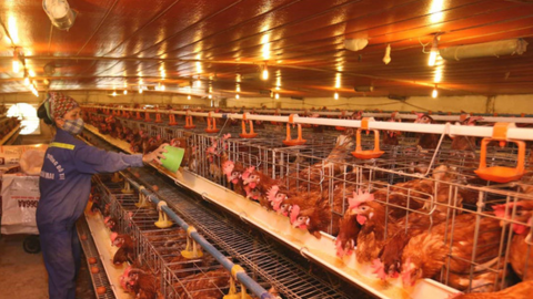 Tổng quan về ngành chăn nuôi gia cầm Việt Nam giai đoạn 2018-2023: Một số mô hình liên kết