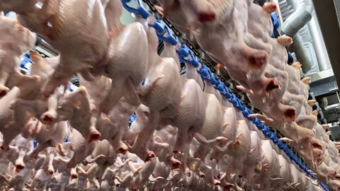 Năm 2022, kim ngạch xuất khẩu sản phẩm chăn nuôi đạt trên 400 triệu USD