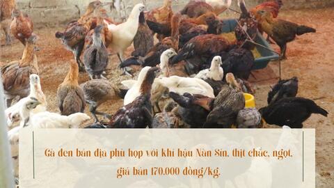 Nuôi gà đen trên đỉnh Nàn Sín