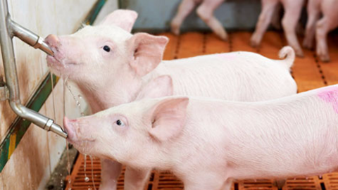 Nhu cầu và cách cung cấp đủ nước uống cho heo