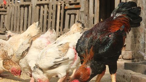 Hệ vi sinh trong gà thịt kháng với hầu hết các nhóm kháng sinh