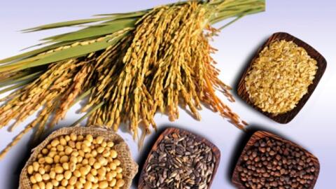 Xuất khẩu thức ăn gia súc trong 4 tháng đầu năm giảm 12,5%