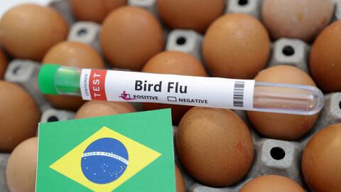 Brazil ban bố tình trạng khẩn cấp về sức khỏe động vật trong 180 ngày