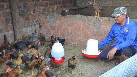 Nông dân Ia Grai thoát nghèo nhờ nuôi gà thả vườn