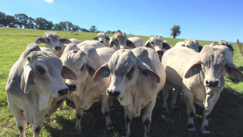 Hàn Quốc thắt chặt kiểm dịch thịt bò Mỹ nhập khẩu