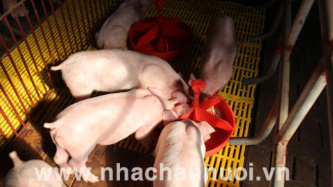 Nghệ An: Chăn nuôi theo chuỗi giúp giảm giá thành