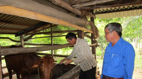 Tạo lập nhãn hiệu chứng nhận ‘Bò Tây Ninh’, nâng cao giá trị, vị thế sản phẩm