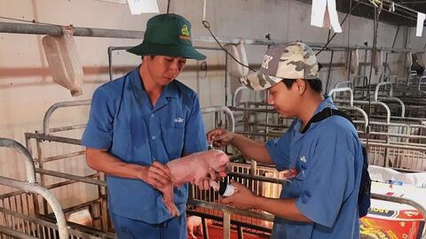 Bà Rịa – Vũng Tàu: Phấn đấu xây dựng thêm 5 vùng an toàn dịch bệnh động vật