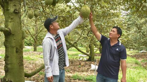 Đừng để sầu riêng biến thành… “sầu chung” 