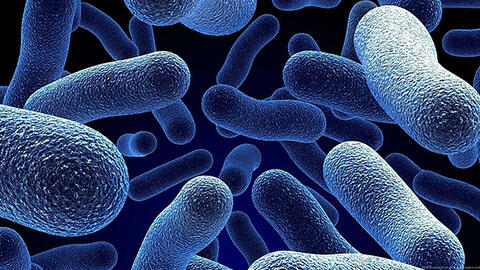 Sử dụng postbiotics trong chăn nuôi