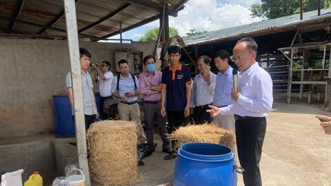 Tối ưu khả năng tiêu hóa rơm rạ và giảm phát thải khí mê tan trong chăn nuôi bò thịt