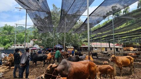 Độc đáo mô hình ‘Nhà nghỉ’ dành cho gia súc tại Bắc Kạn