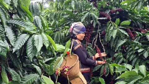 Quy định mới của EU về chống phá rừng - Thách thức hay cơ hội cho nông sản Việt Nam?