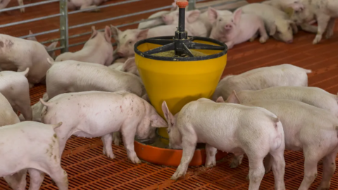 Stress nhiệt: 3 chiến lược tiết kiệm chi phí thức ăn chăn nuôi heo