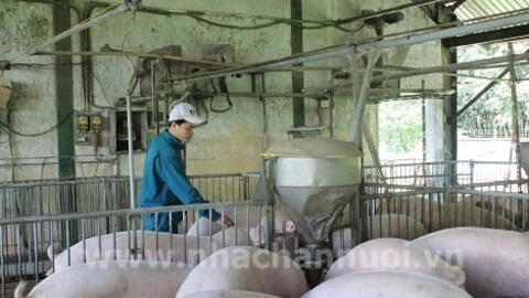 Tối đa hóa hiệu quả sử dụng thức ăn cho heo với Ecobutyrate