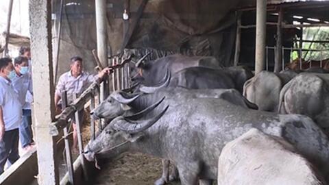 Hiệu quả từ mô hình nuôi trâu nhốt chuồng vỗ béo