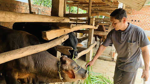 Làm giàu nhờ nuôi bò lai 3B