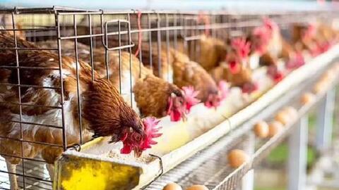 Những lợi ích của chất kết dính trong thức ăn gia cầm