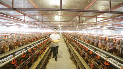 Quản lý chăn nuôi theo hướng tập trung