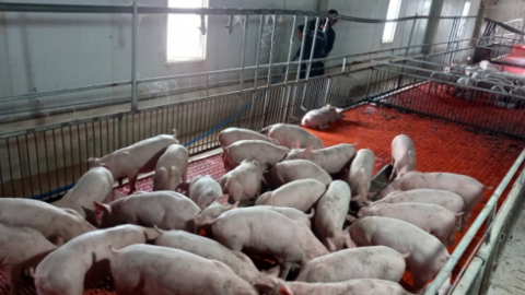 Bình Định: Đến năm 2025, toàn tỉnh ước đạt trên 1 triệu con heo 