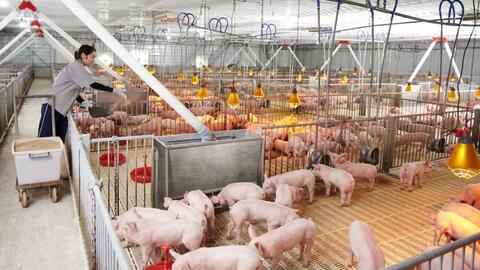 Xử lý 61 triệu tấn chất thải chăn nuôi bằng mô hình liên hợp tuần hoàn