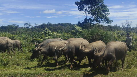 Khấm khá nhờ nuôi trâu bán chăn thả