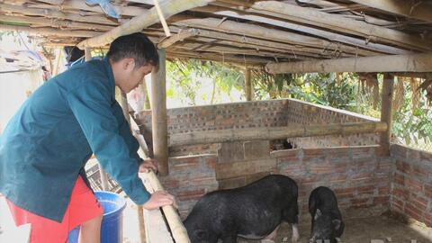 Hòa Bình: Lợi ích kép từ liên kết sản xuất chuỗi chăn nuôi lợn bản địa