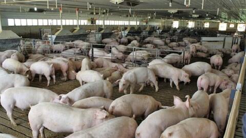 Nghiên cứu về dịch tả lợn châu Phi tại Hoa Kỳ