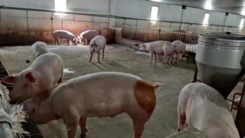 Bầu Đức tiếp tục bội thu từ “heo ăn chuối”