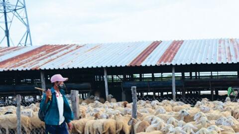 Ninh Thuận: Phát triển ngành chăn nuôi theo chuỗi giá trị