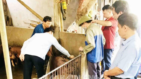 Hải Dương: Sử dụng vaccine tiêm phòng bệnh lở mồm, long móng