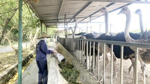 Hải Dương: Có 2 người được công nhận là nông dân Việt Nam xuất sắc năm 2023