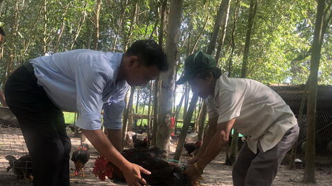 Phát triển nuôi gà thịt thả vườn theo hướng đặc sản