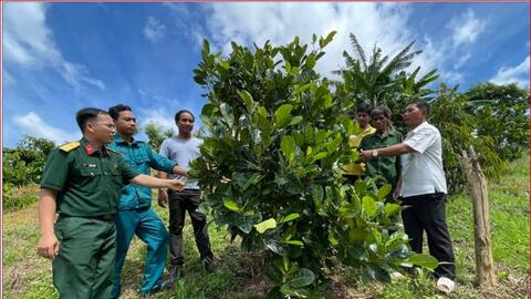 Bộ đội giúp bà con buôn Ja Tu chuyển đổi cây trồng
