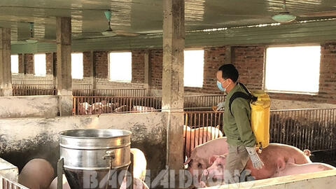 Hải Dương: Số cơ sở chăn nuôi VietGAP ở Chí Linh nhiều nhất tỉnh