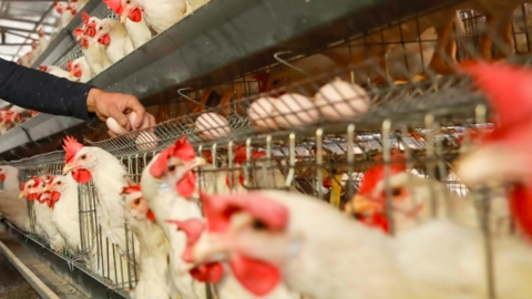 Ảnh hưởng của phương pháp cho ăn định mức và tự do lên năng suất gà đẻ thương phẩm vào cuối giai đoạn sản xuất