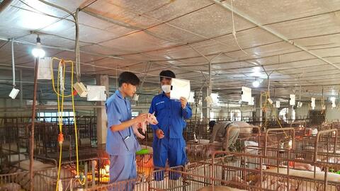 “Chung tay” xây dựng ngành chăn nuôi heo: bền vững, hướng đến xuất khẩu