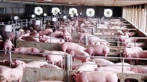 Chăn nuôi heo quy mô lớn: Chiếm thế thượng phong